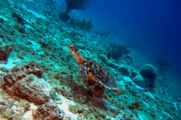 Turtle swimming over the tropical Bonaire reef — Zdjęcie stockowe