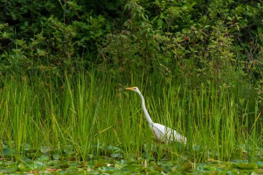 Büyük Akbalıkçıl ya da Büyük Balıkçıl Suyun ötesine bakıyor.