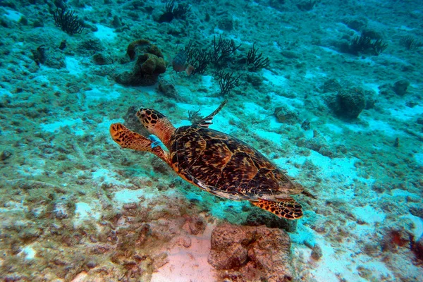 Turtle swimming over the tropical Bonaire reef — Stockfoto
