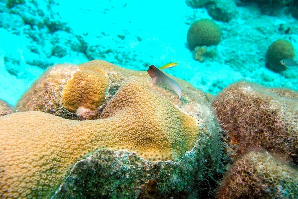 Redlip Blenny Siedzi na koralowej głowie - Bonaire — Zdjęcie stockowe