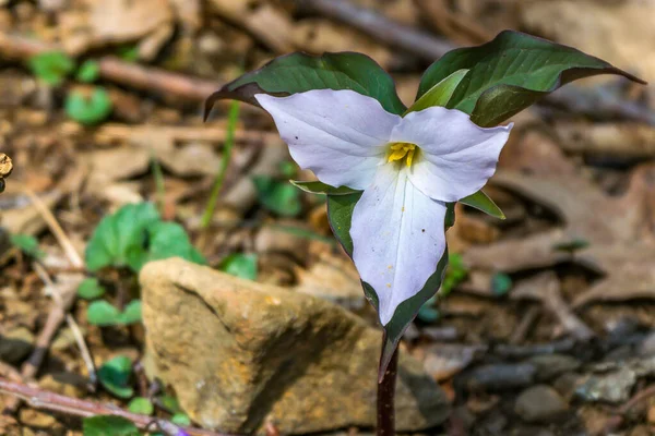 Beautiful white trillium on the woodlands of Shenandoah — Zdjęcie stockowe