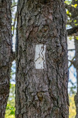 Trail marker painted on a tree for hikers on the Appalachian trial