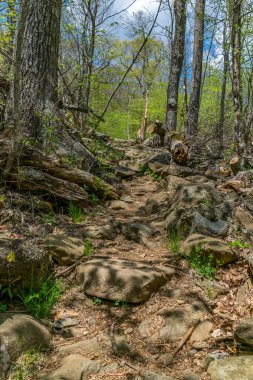 Steep rocky trail through a lush forest, Shenandoah National Park, Virginia.