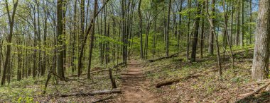 shenandoah Milli Parkı, yemyeşil bir ormanda uzun ağaçlar ile virginia iz.