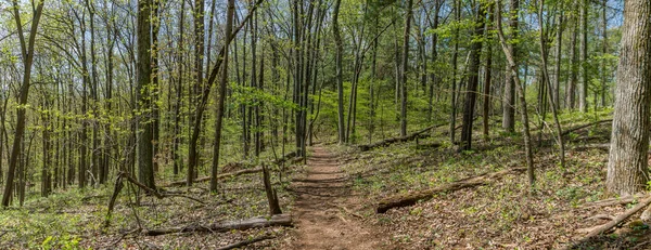 Trilha através de árvores altas em uma floresta exuberante, Parque Nacional Shenandoah, Virgínia . — Fotografia de Stock