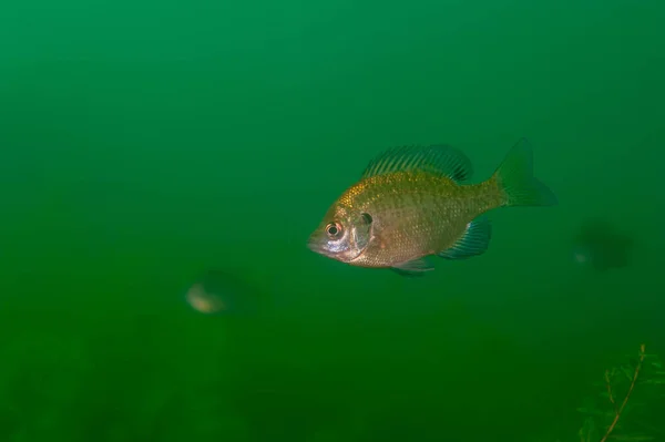 Dollar Sunfish természetes környezetében egy belvízi tóban. — Stock Fotó