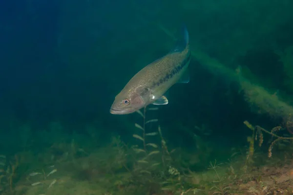 Small mouth bass swimming in a Michigan inland lake — Stock Photo, Image
