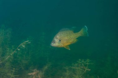 Dollar Güneş Balığı, iç kesimlerdeki bir gölde doğal ortamında.