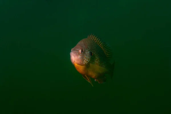 Mondfisch in seiner natürlichen Umgebung in einem Binnensee. — Stockfoto