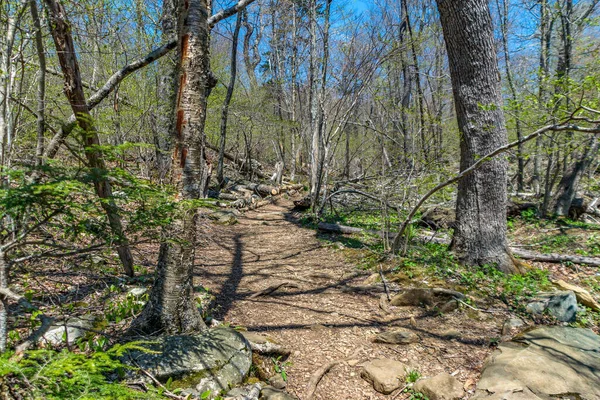 Stezka mezi vysokými stromy v lese svěží, národní park shenandoah, virginia. — Stock fotografie