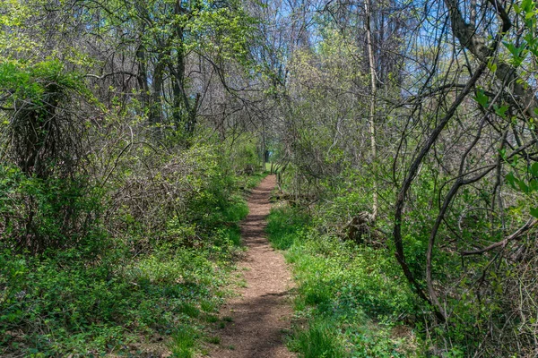 小径通过高大的树木郁郁葱葱的森林、 谢南多厄国家公园，在弗吉尼亚州. — 图库照片