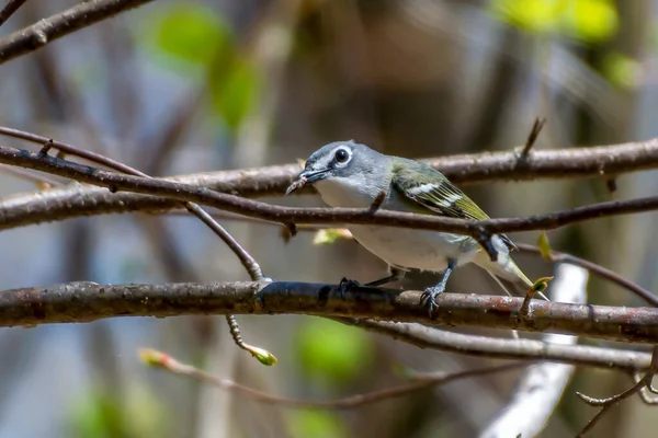 Egy nemezelő kékfejű vireo, aki egy faágon ül. — Stock Fotó