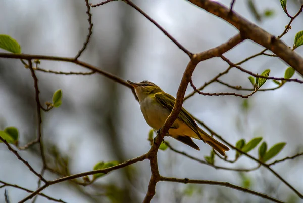 Adult Acadian Flycatcher on branch in Shenandoah National Park — Stock Photo, Image