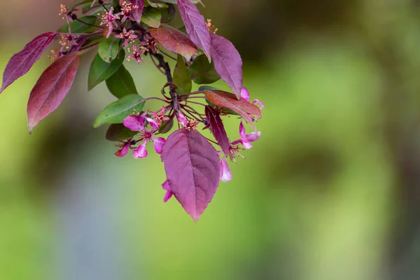 Copper beech or purple beech tree Fagus sylvatica purpurea — Stock Photo, Image