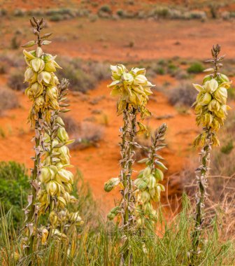 Büyüleyici çiçek Yucca glauca Anıt Vadisi 'nde çiçek açtı