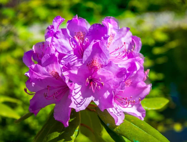 Pink Azalea Rhododendron flowers are blooming in spring — Stock Photo, Image
