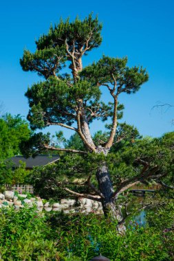 Japon bahçesindeki güzel şekilli her zaman yeşil ağaç.