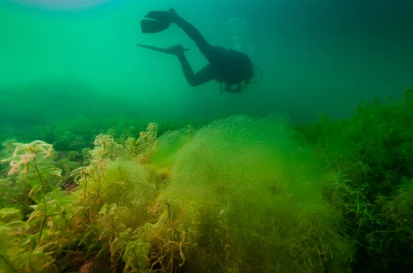 Mergulhador SCUBA explorando um lago interior escuro com grande massa de algas — Fotografia de Stock