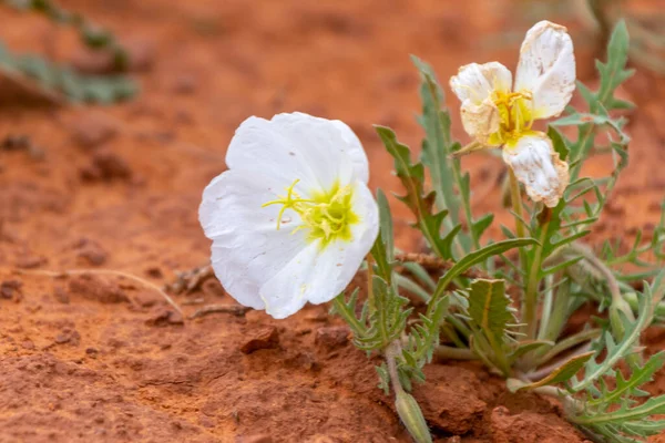 Biały soczysty pustynny dziki kwiat przeciwko czerwonej ziemi w Monument Valley — Zdjęcie stockowe