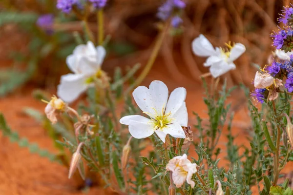 Biały soczysty pustynny dziki kwiat przeciwko czerwonej ziemi w Monument Valley — Zdjęcie stockowe