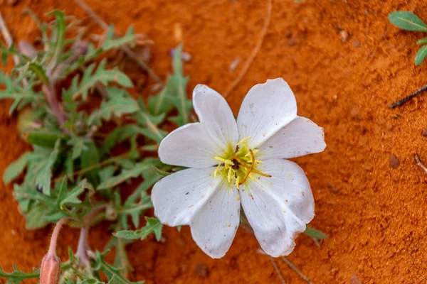 Biały soczysty pustynny dziki kwiat przeciwko czerwonej ziemi w Monument Valley — Zdjęcie stockowe