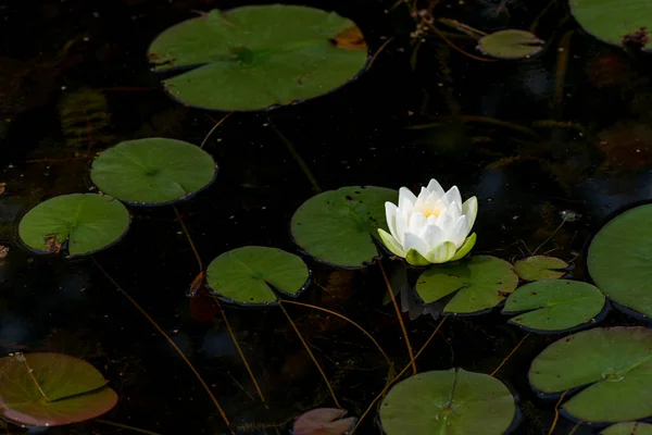 Lírio de água branca vibrante em uma lagoa com espaço de cópia — Fotografia de Stock