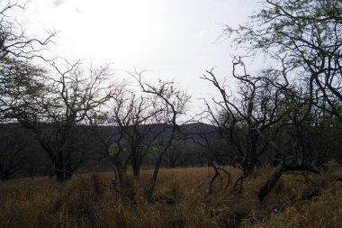 Hawaii Elmas Yolu 'ndan bahar manzarası