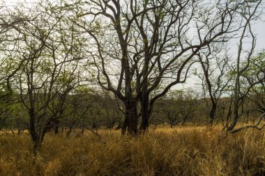 Hawaii Elmas Yolu 'ndan bahar manzarası