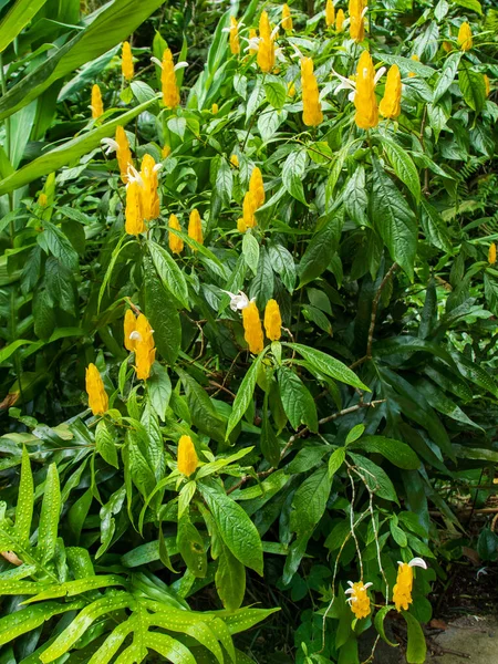 Pachystachys lutea flower, known as a Golden Shrimp Plant or Lollipop Plant — Stock Photo, Image