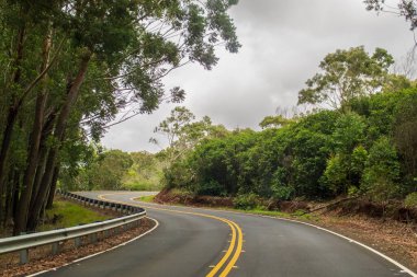 Kauai 'deki yağmur ormanlarının derinliklerine açılan dolambaçlı asfalt bir yol.
