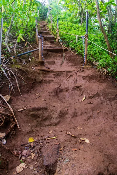 Bahnitá stezka deštným pralesem na ostrově Kauai — Stock fotografie