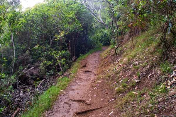काउई द्वीप पर बरसात वन के माध्यम से मड्डी ट्रेल — स्टॉक फ़ोटो, इमेज