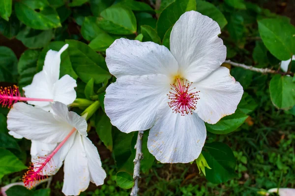Beautiful white hibiscus flower in in full bloom — Stock Photo, Image