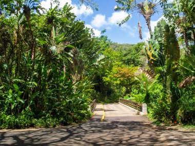 Hawaii 'deki bir bahçenin bahçesinde dinlenme yolu ve yaya köprüsü.
