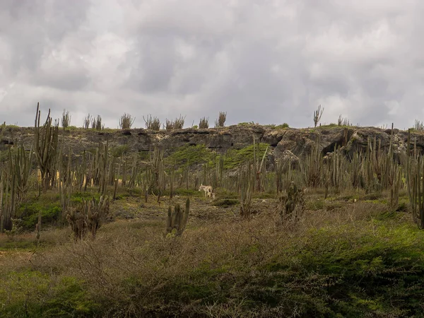 Măgarul feral care trăiește în peria sălbatică a lui Bonaire — Fotografie, imagine de stoc