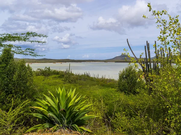Sal Goto y Lago Flamingo en la isla de Bonaire —  Fotos de Stock