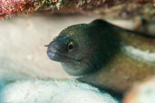 A closeup shot of a Golden Tail moray eel in a reef — Stock Photo, Image