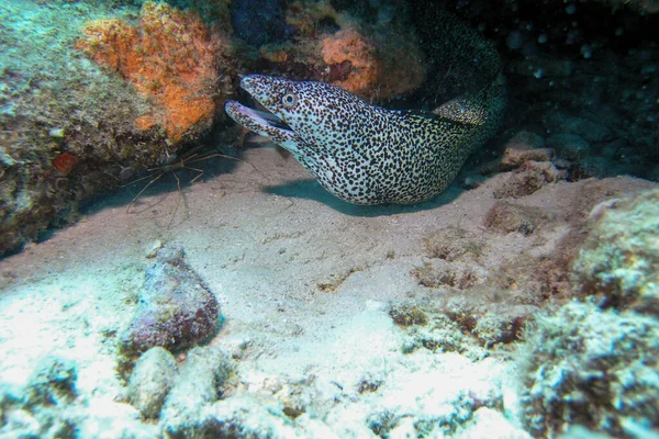 Black spotted moray eel with mouth open in the Bonaire Marine Park — Stock Photo, Image