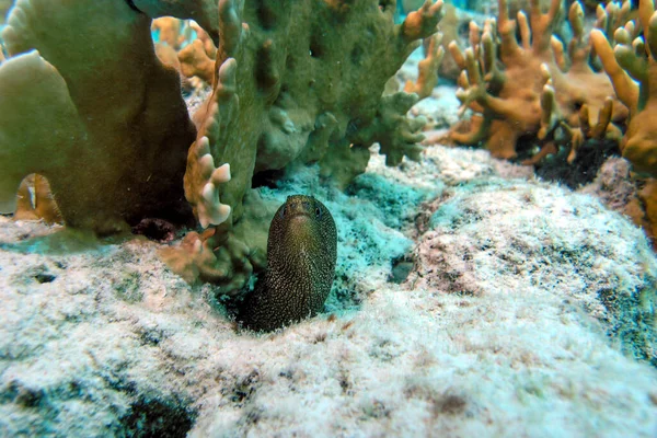 A closeup shot of a juvenile Golden Tail moray eel in the Bonaire Marine Park — Stock Photo, Image