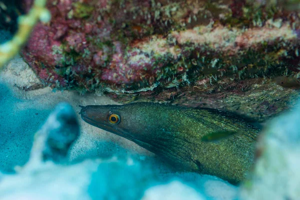 A closeup shot of a Golden Tail moray eel in a reef — Stock Photo, Image