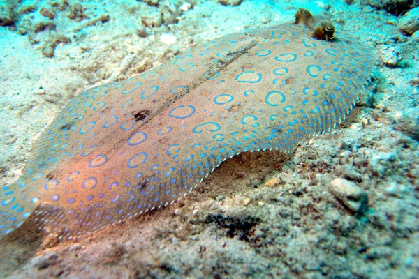 Peacock Flounder resting on seabed in the Bonaire Marine Park — Stock Photo, Image