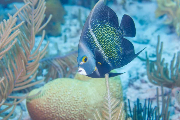 Adult French Angel Fish плаває через пісок і корали в парку морських піхотинців Бонайре — стокове фото