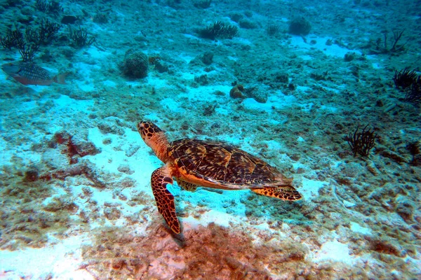 Grüne Meeresschildkröte schwimmt im Bonaire Marine Park über Korallen — Stockfoto