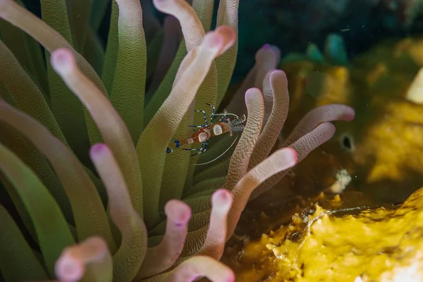 Anêmona e camarão limpador manchado Periclimenes yucatanicus Bonaire Marine Park — Fotografia de Stock