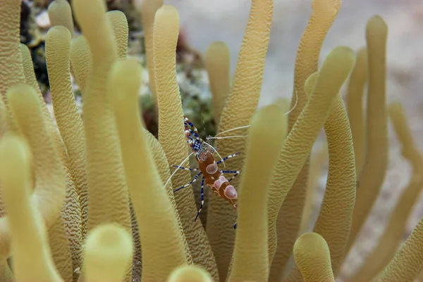 Anêmona e camarão limpador manchado Periclimenes yucatanicus Bonaire Marine Park — Fotografia de Stock