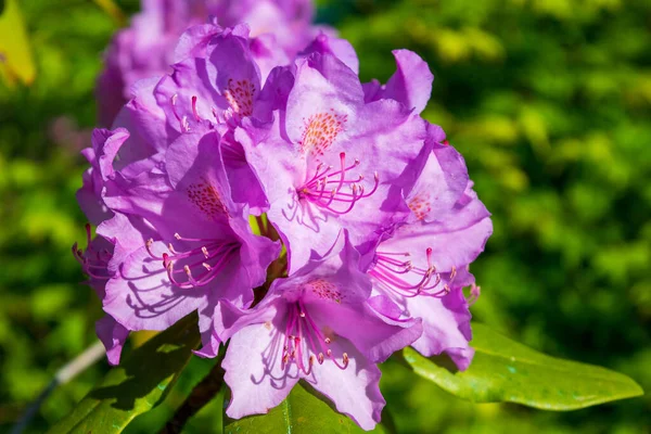 Różowe Azalea Rododendron kwiaty kwitną wiosną — Zdjęcie stockowe