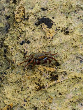 Mermer kaya yengeci veya Runner Crab Pachygrapsus marmoratus