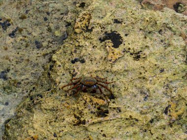 Mermer kaya yengeci veya Runner Crab Pachygrapsus marmoratus
