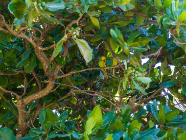 Yeşil sarı Amazon papağanı tropikal bir ağaca tünemiş.