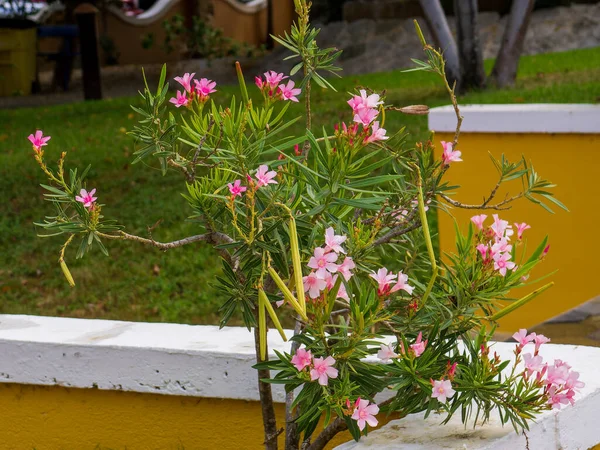 Vibrant Pink Bougainvillea flowers in a resort on Bonaire — Stock Photo, Image